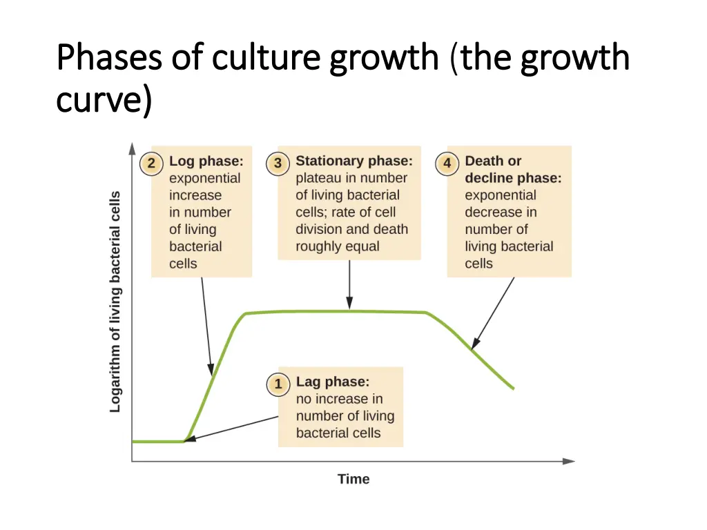 phases of culture growth phases of culture growth