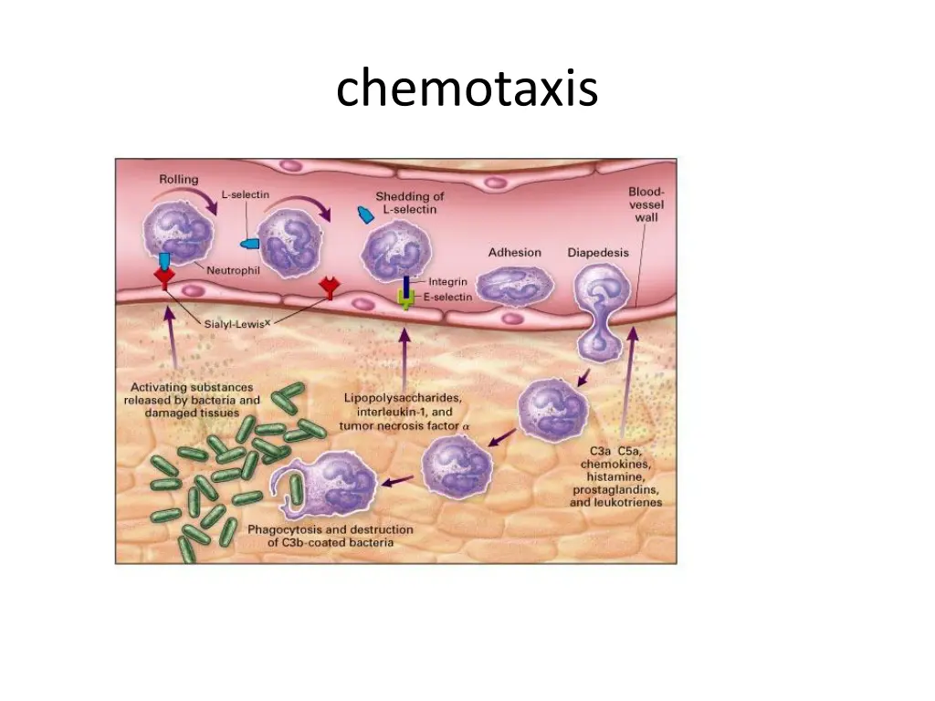 chemotaxis 1