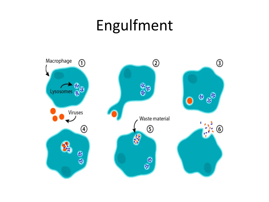 engulfment