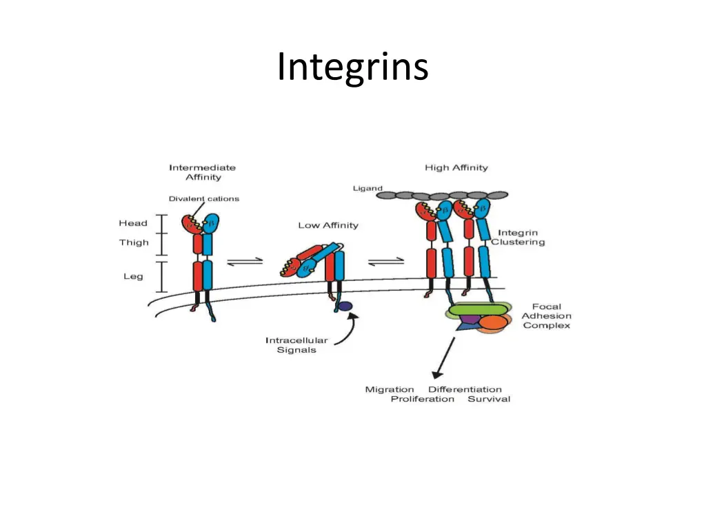 integrins