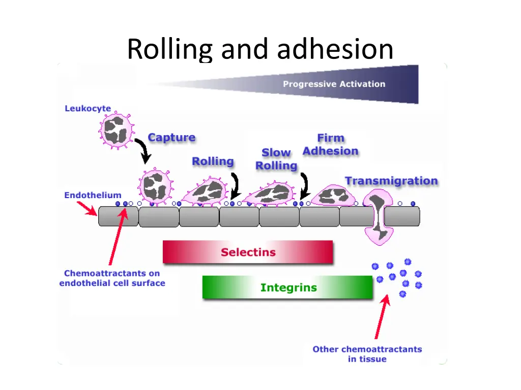 rolling and adhesion