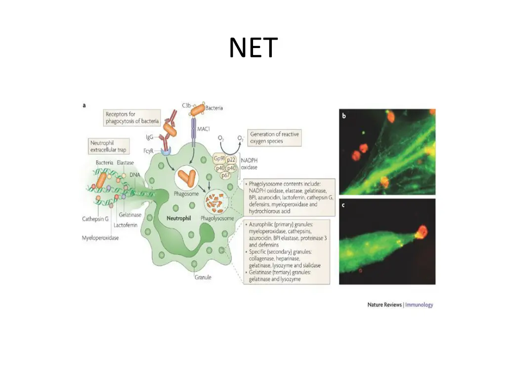 slide30