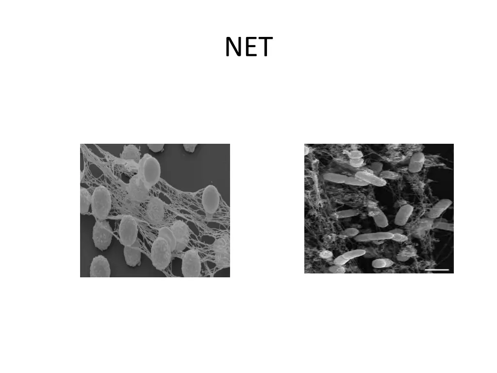 slide31