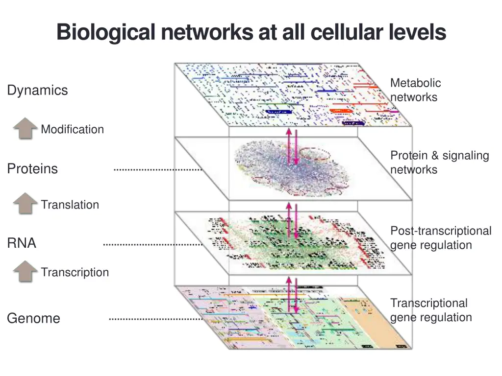 biological networks at all cellular levels