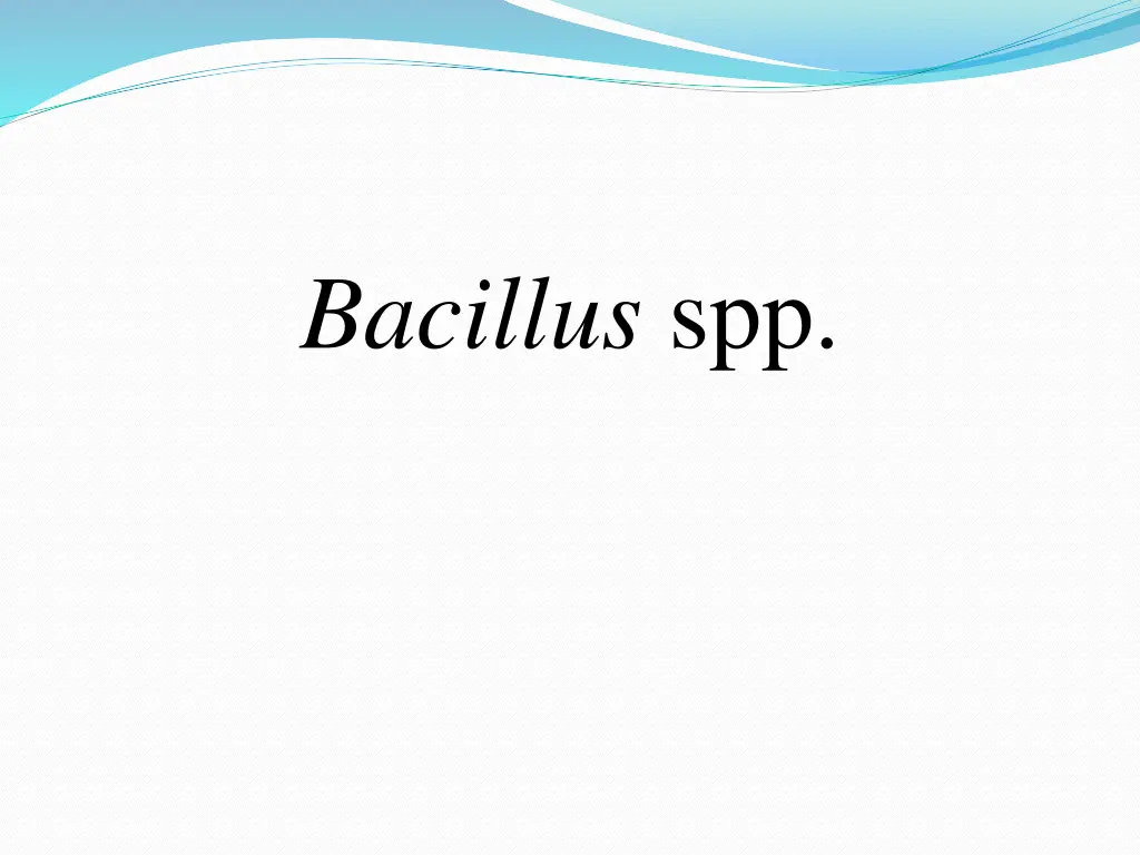 bacillus spp