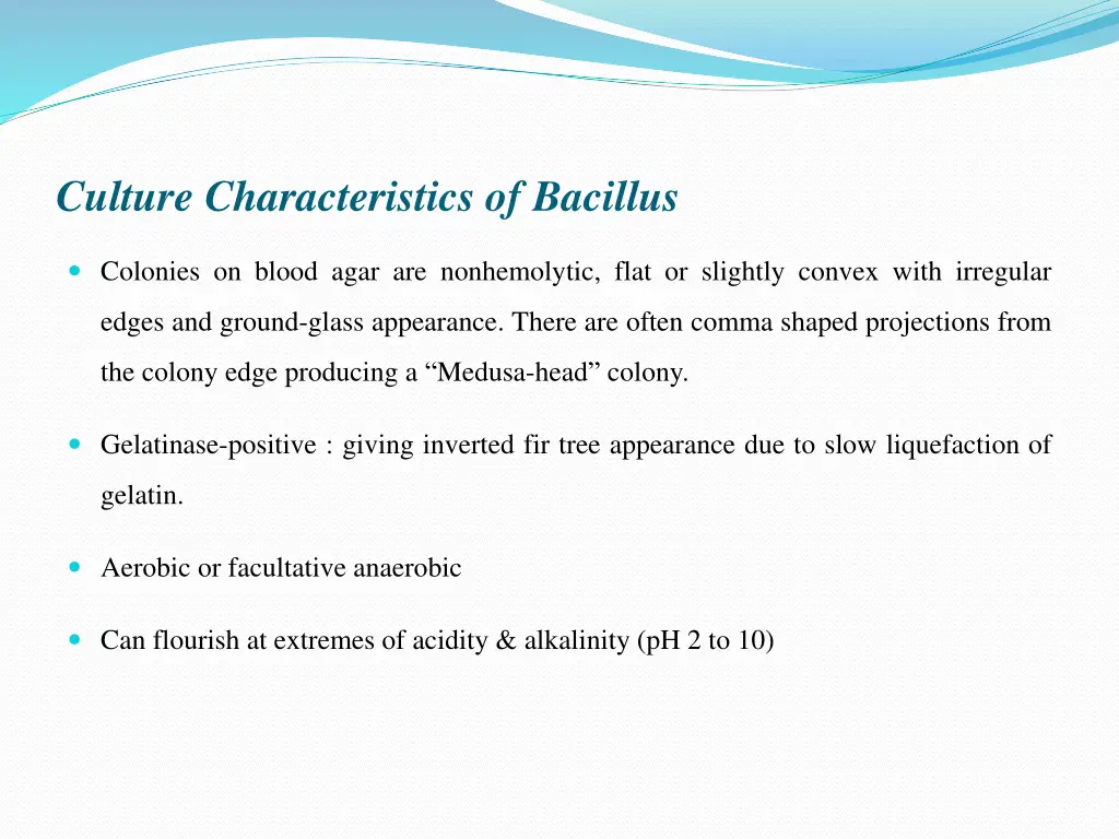 culture characteristics of bacillus