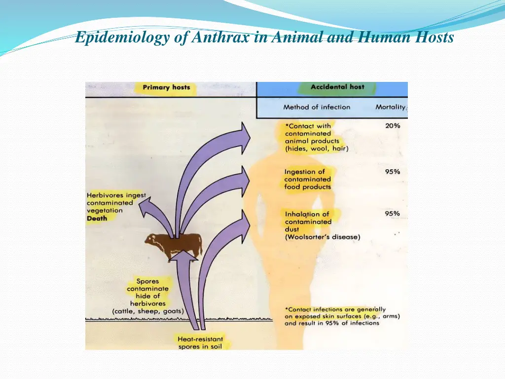 epidemiology of anthrax in animal and human hosts