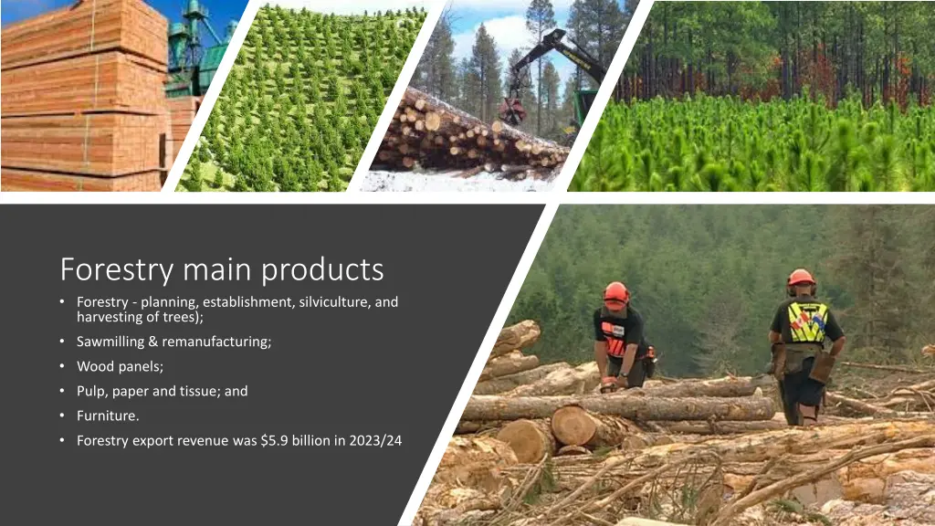 forestry main products forestry planning
