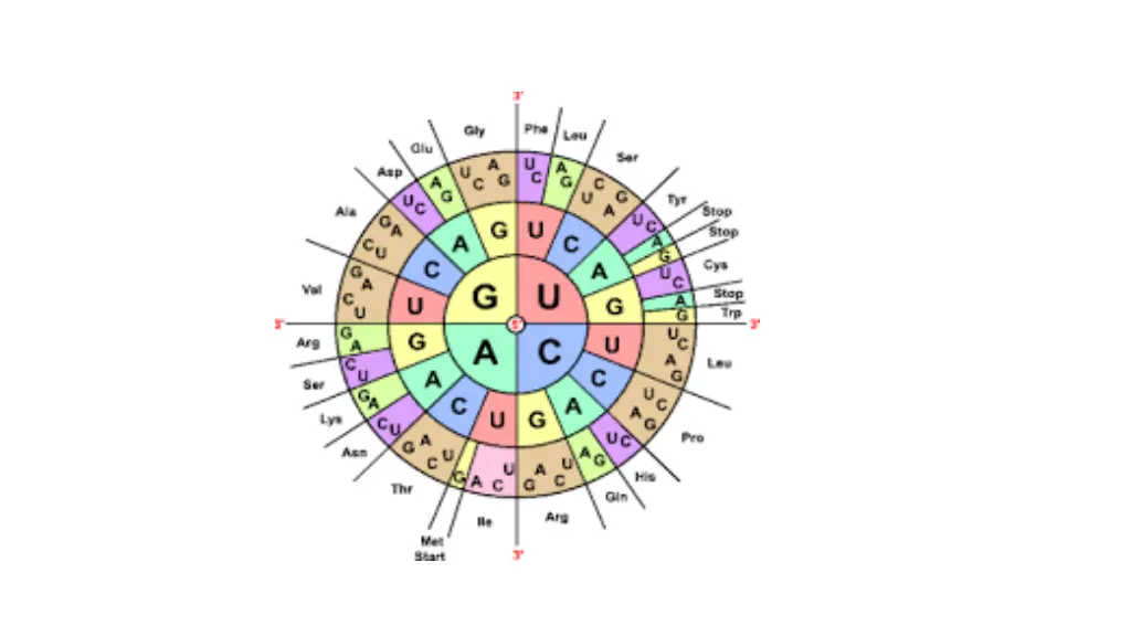 amino acid codes