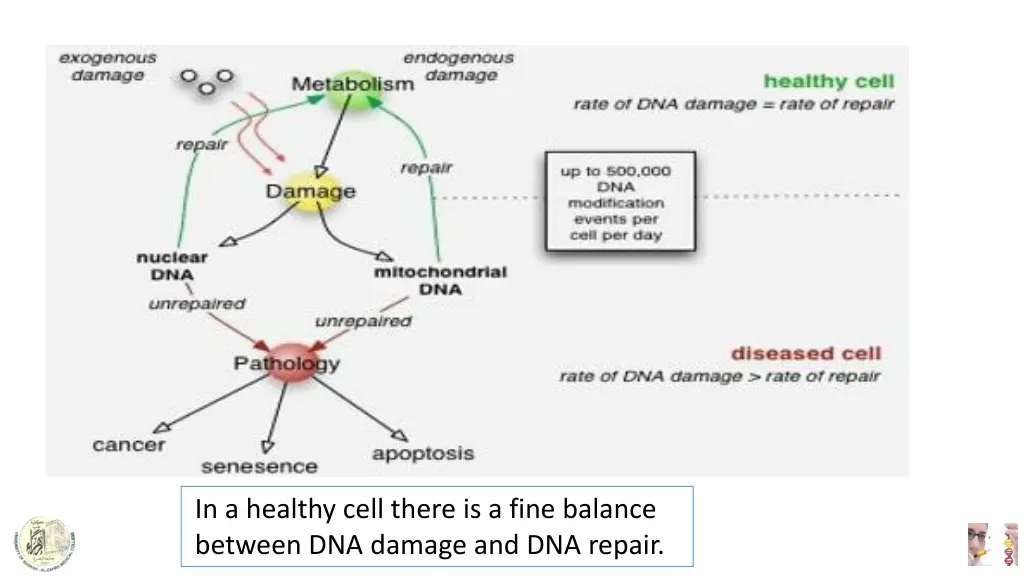 in a healthy cell there is a fine balance between