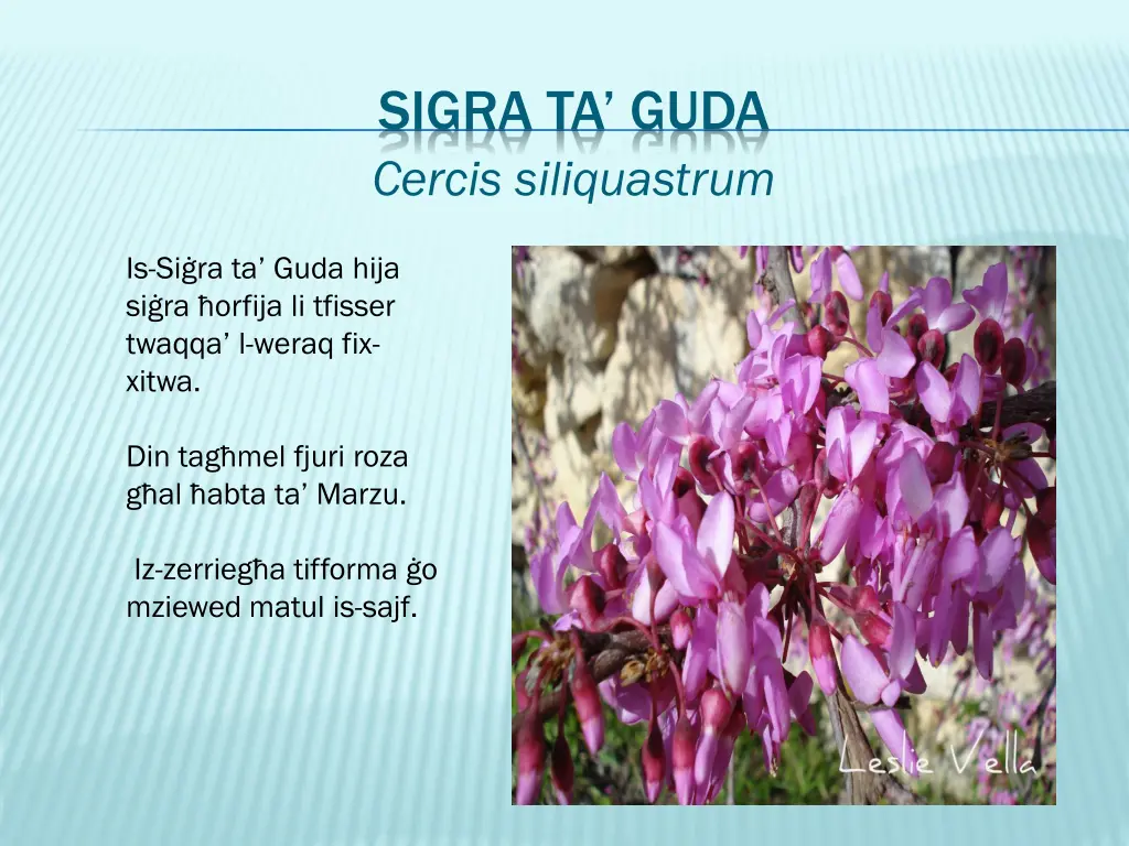sigra ta guda cercis siliquastrum