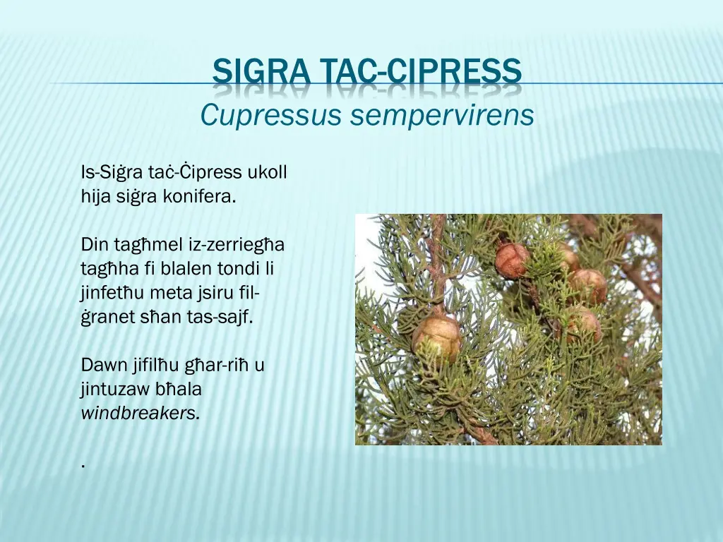 sigra tac cipress cupressus sempervirens