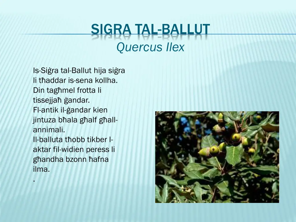 sigra tal ballut quercus ilex