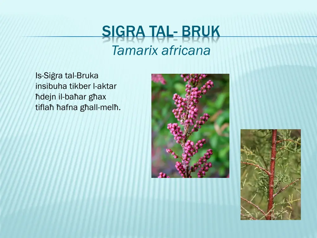 sigra tal bruk tamarix africana