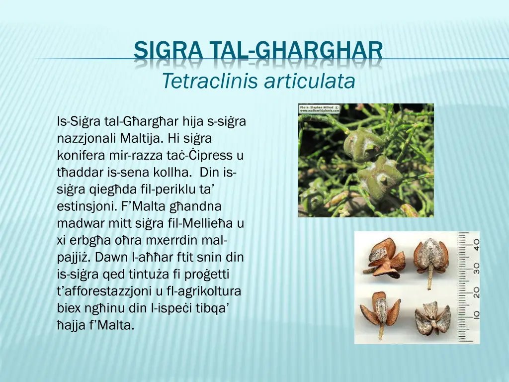 sigra tal gharghar tetraclinis articulata