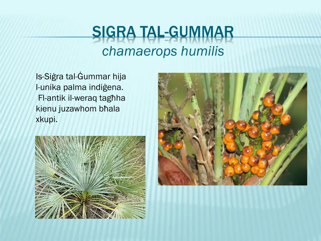 sigra tal gummar chamaerops humilis