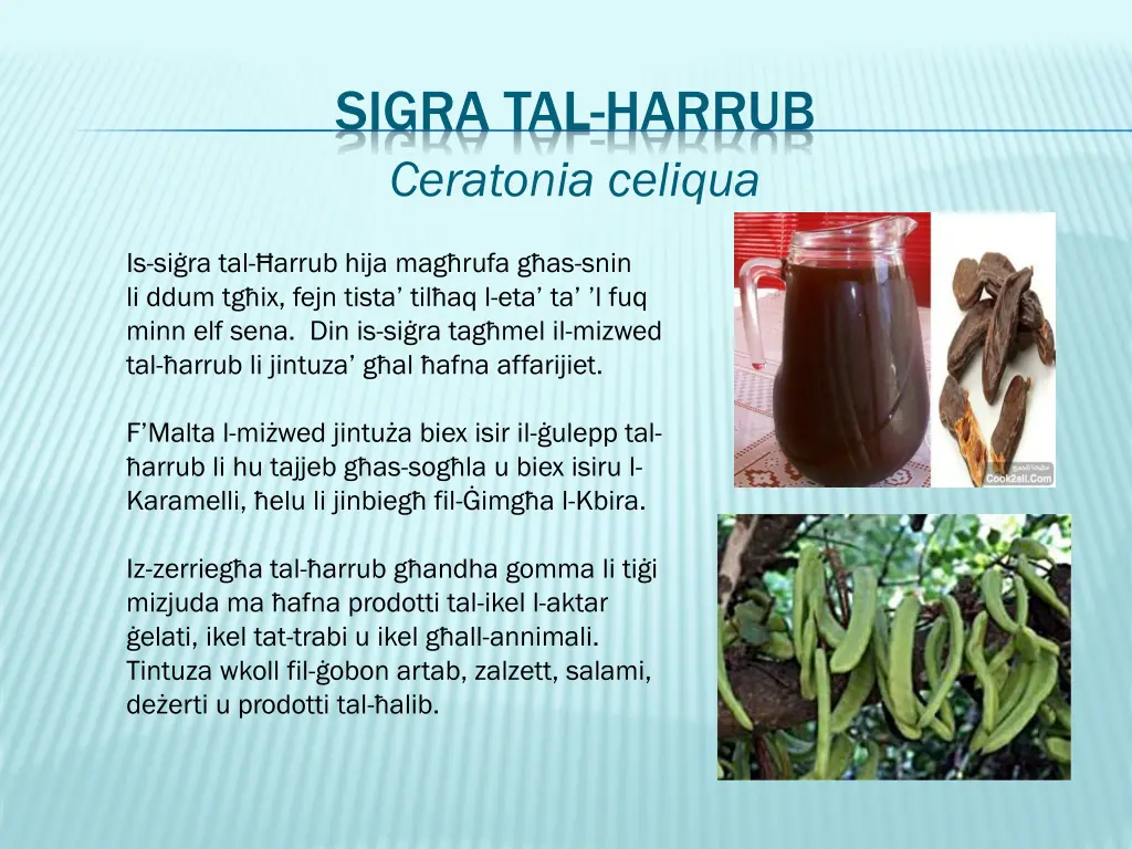 sigra tal harrub ceratonia celiqua