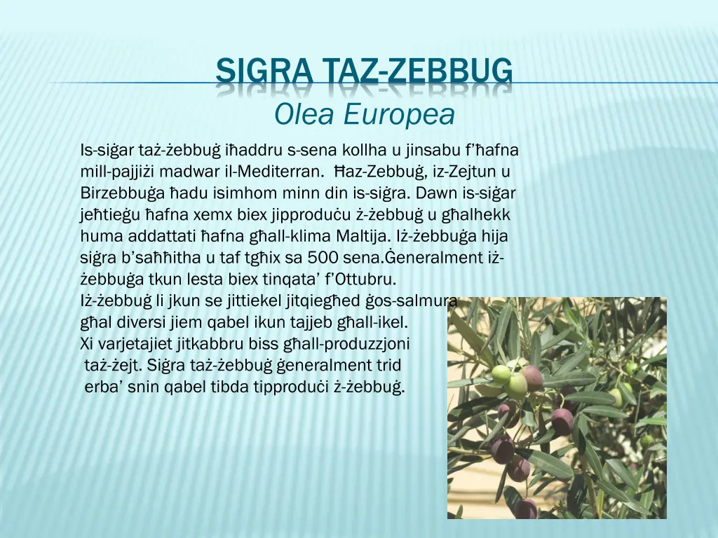 sigra taz zebbug olea europea is si ar ta ebbu