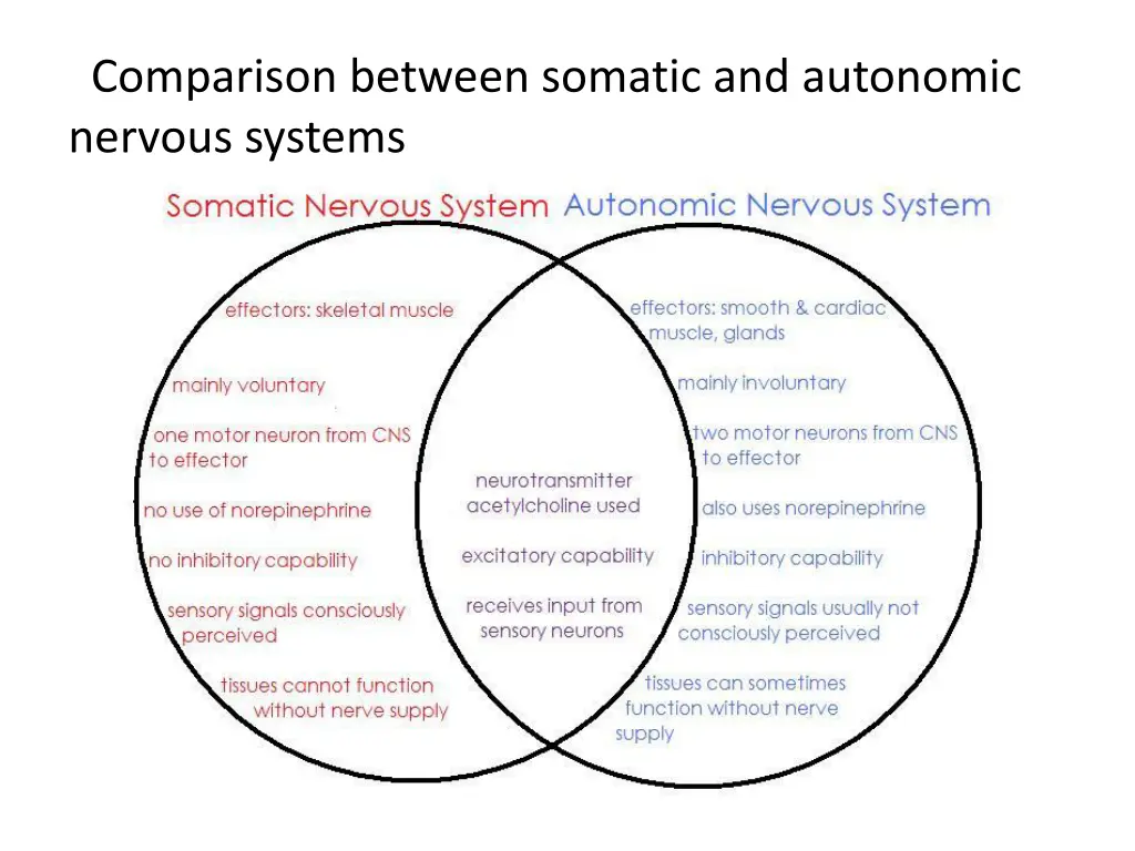 comparison between somatic and autonomic nervous