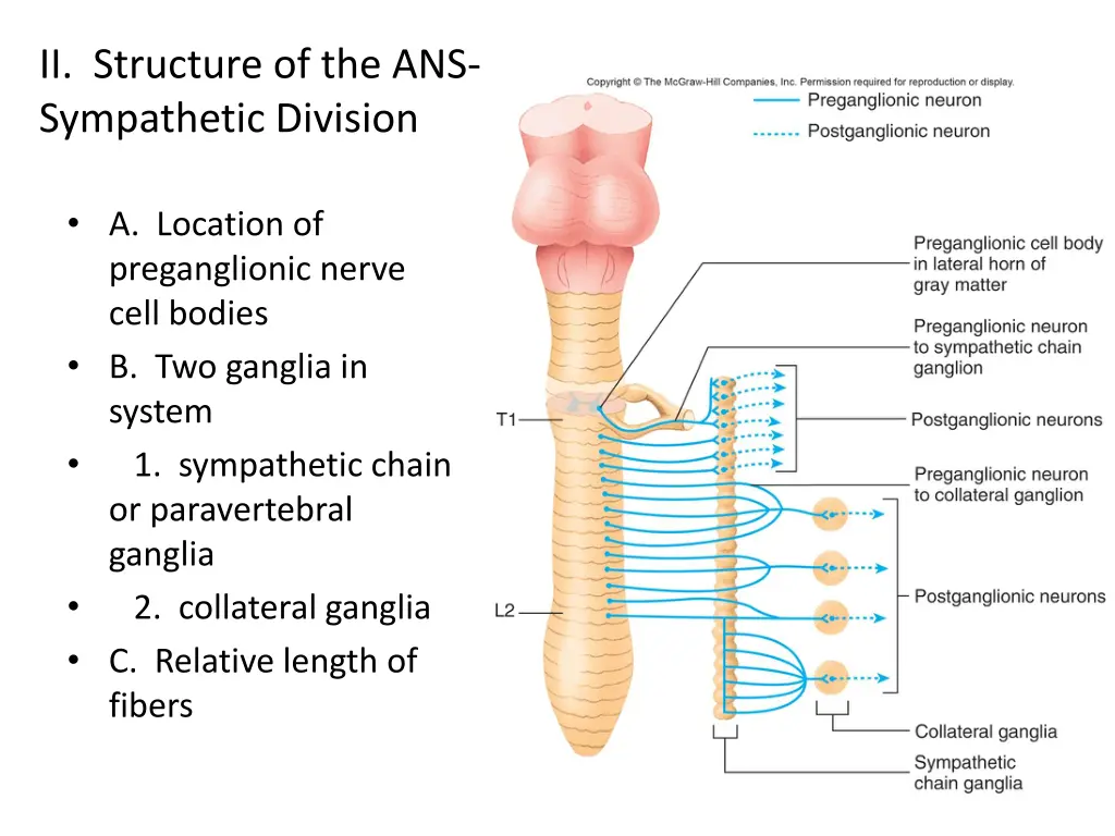 ii structure of the ans sympathetic division