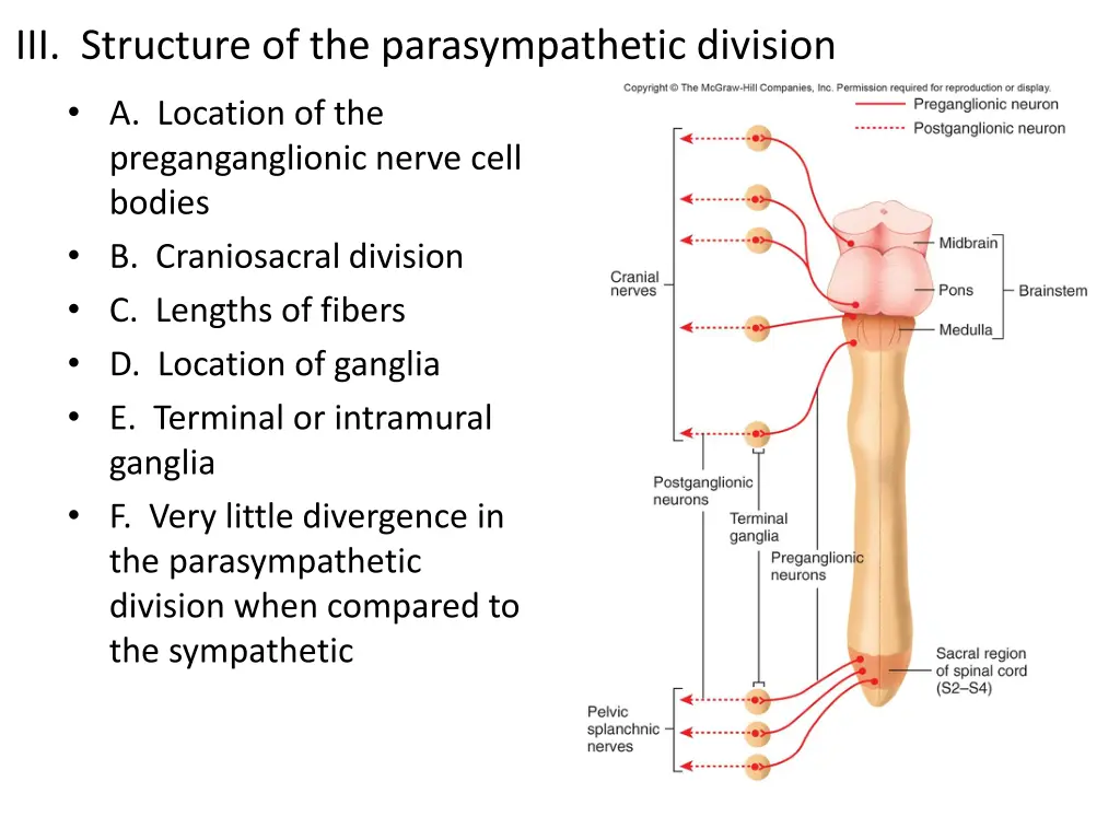 iii structure of the parasympathetic division