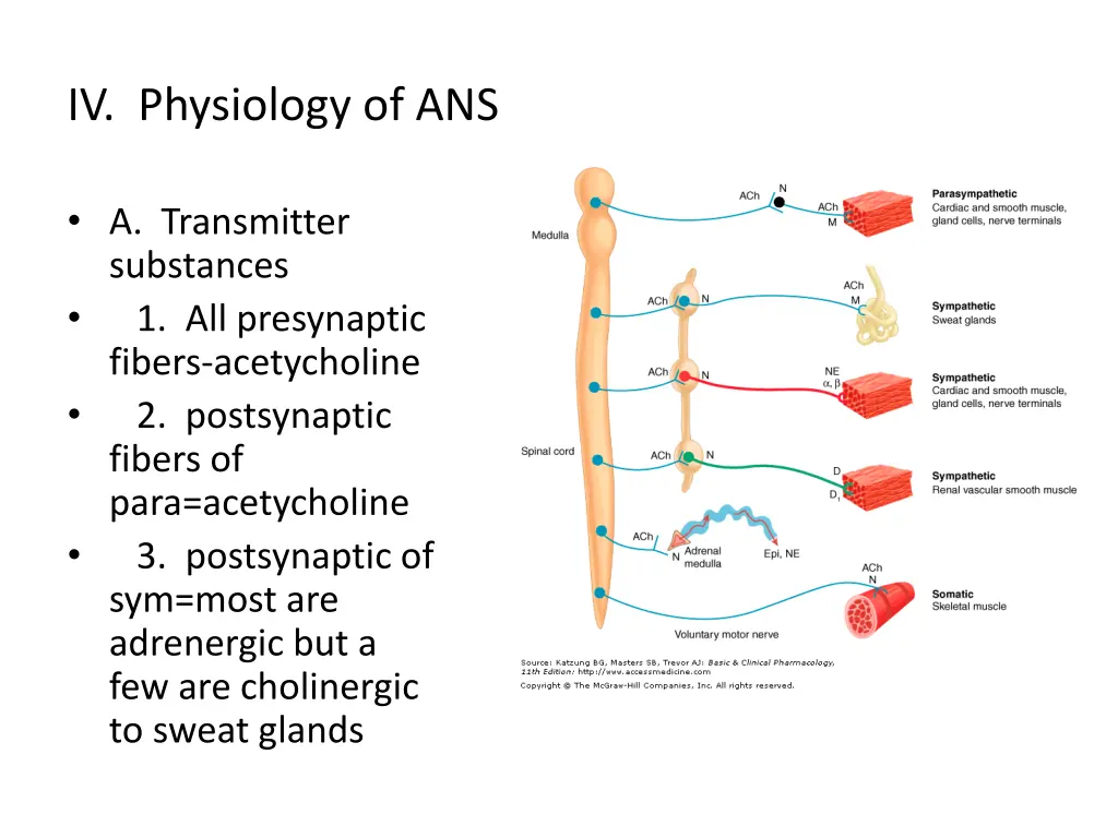 iv physiology of ans