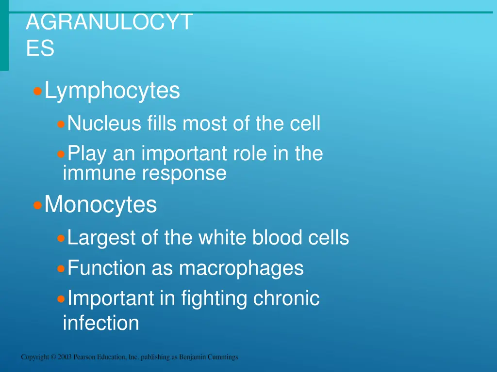 agranulocyt es lymphocytes nucleus fills most