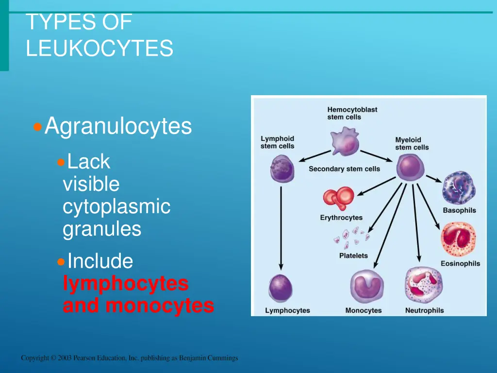 types of leukocytes 1