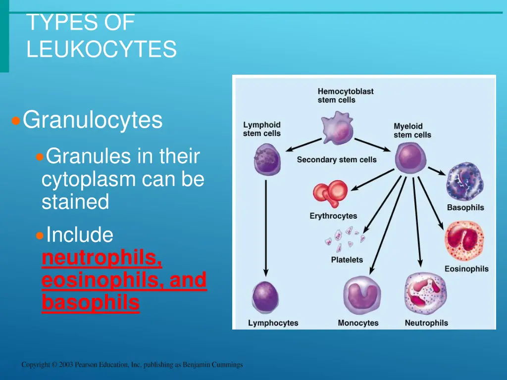 types of leukocytes