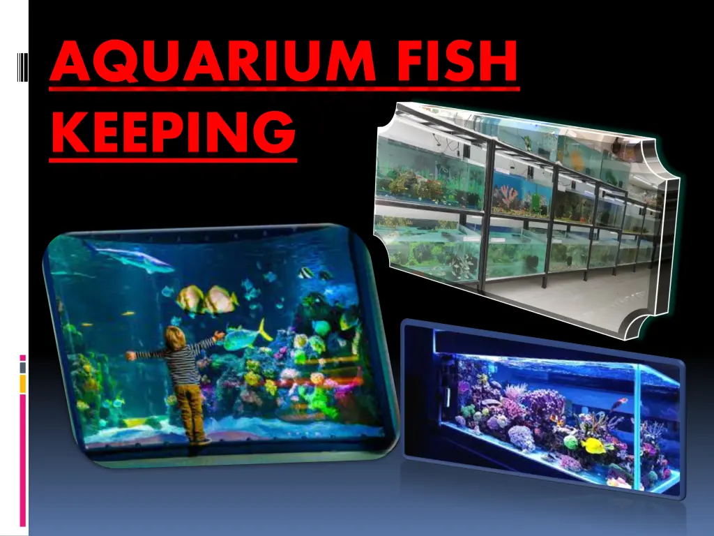 aquarium fish keeping