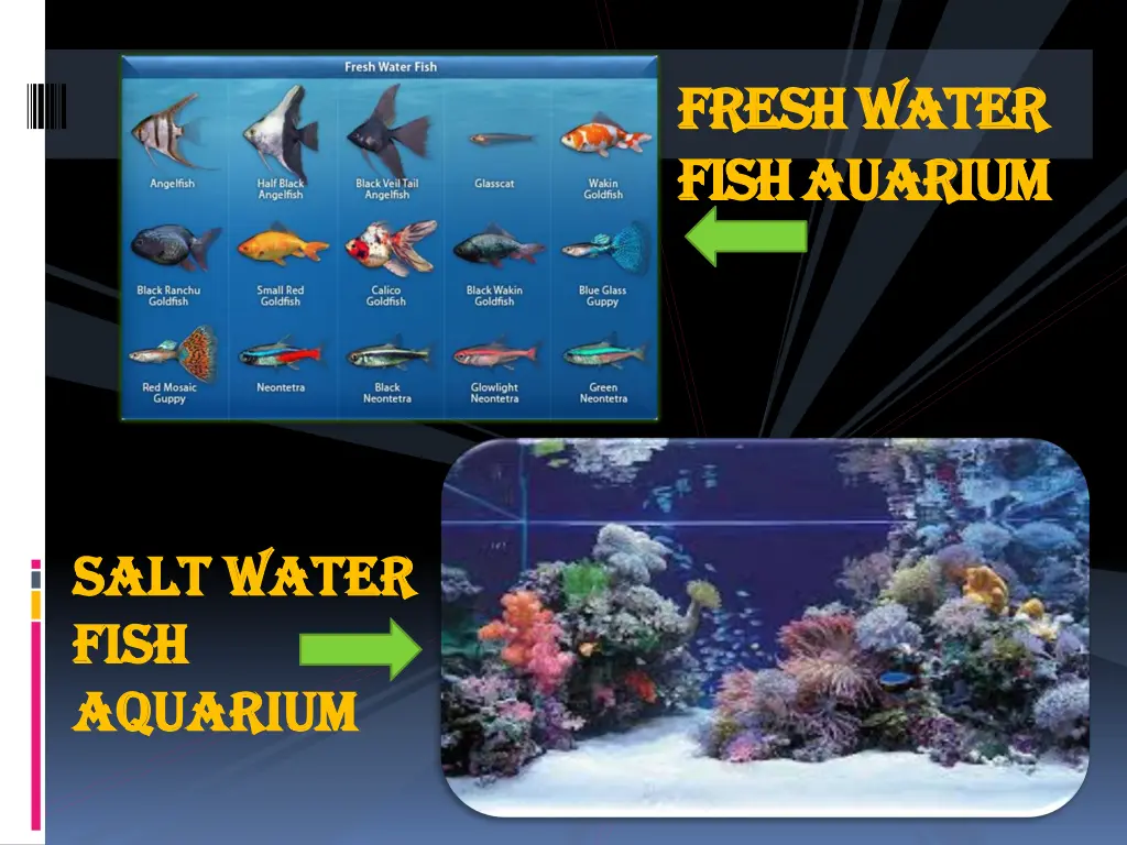 fresh water fresh water fish fish auarium auarium