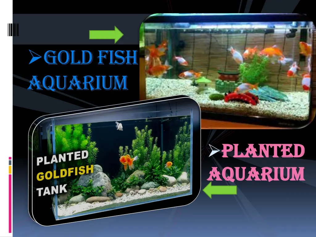 gold fish aquarium