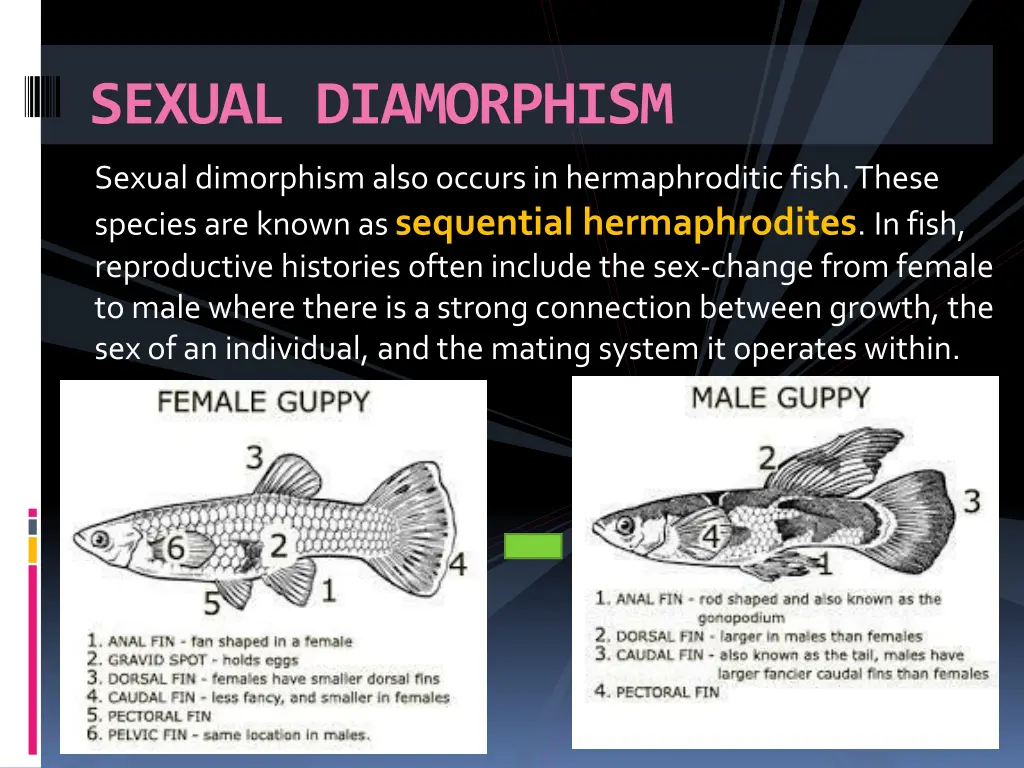 sexual diamorphism