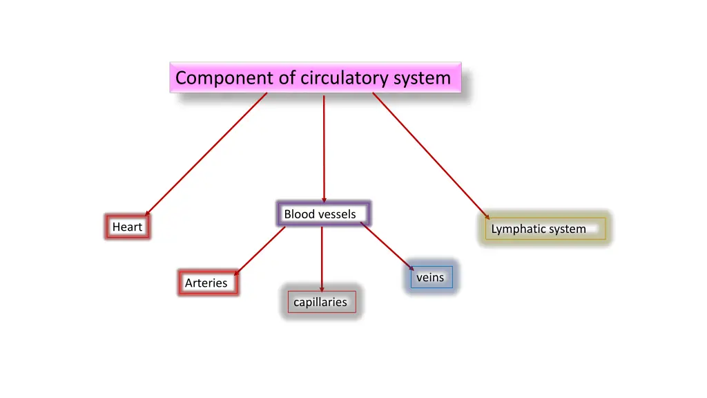 component of circulatory system