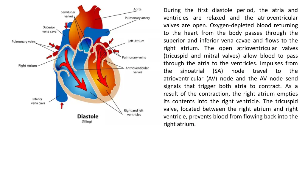 during the first diastole period the atria