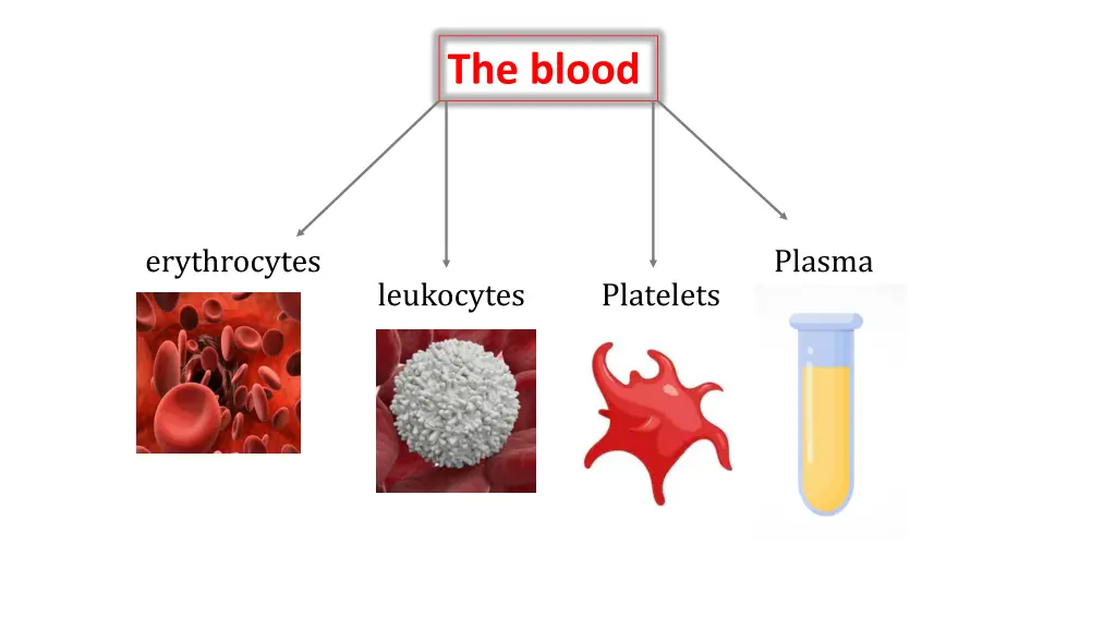 the blood