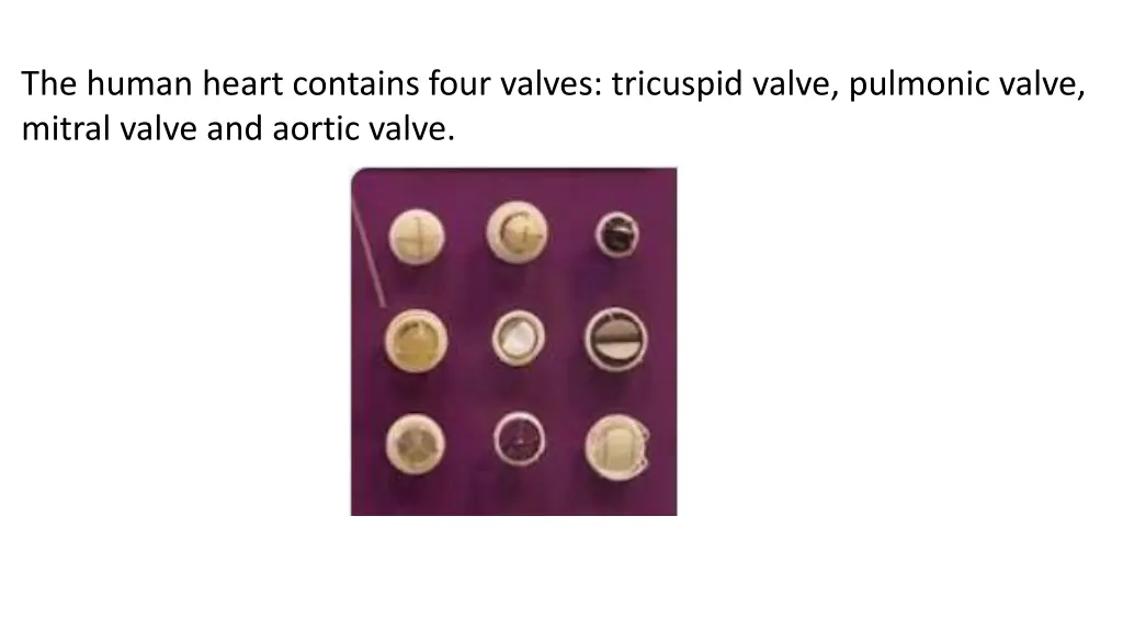 the human heart contains four valves tricuspid