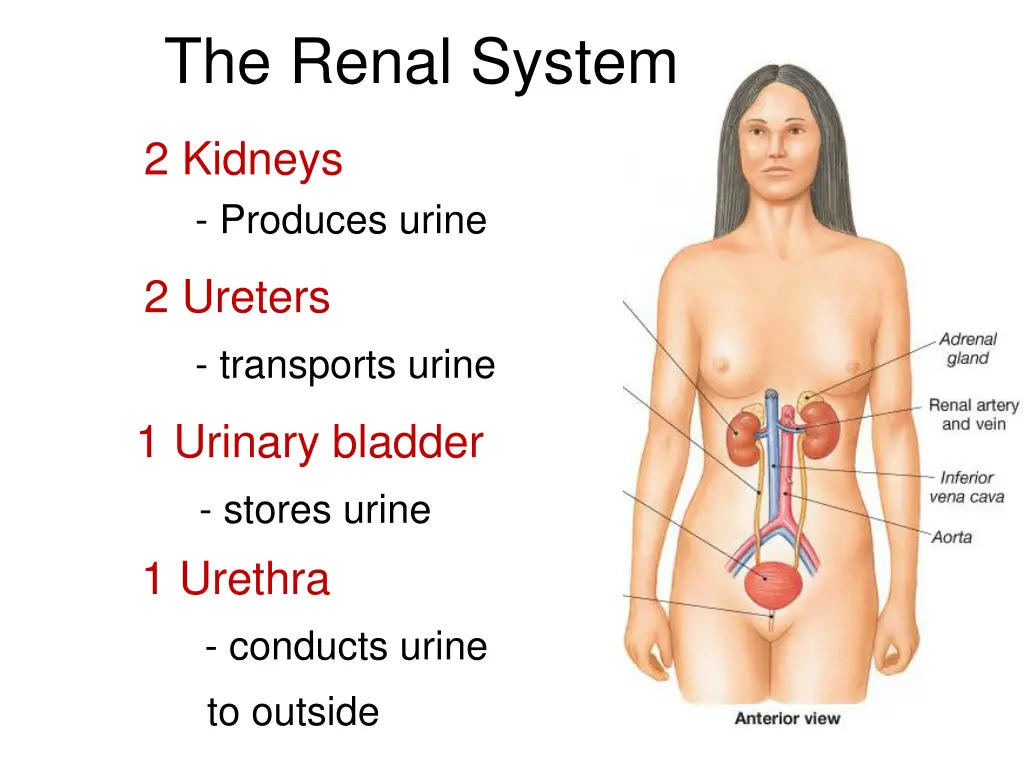 the renal system