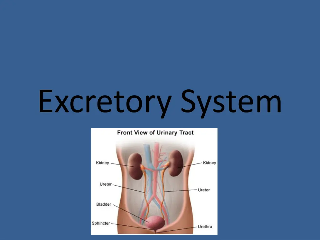 excretory system