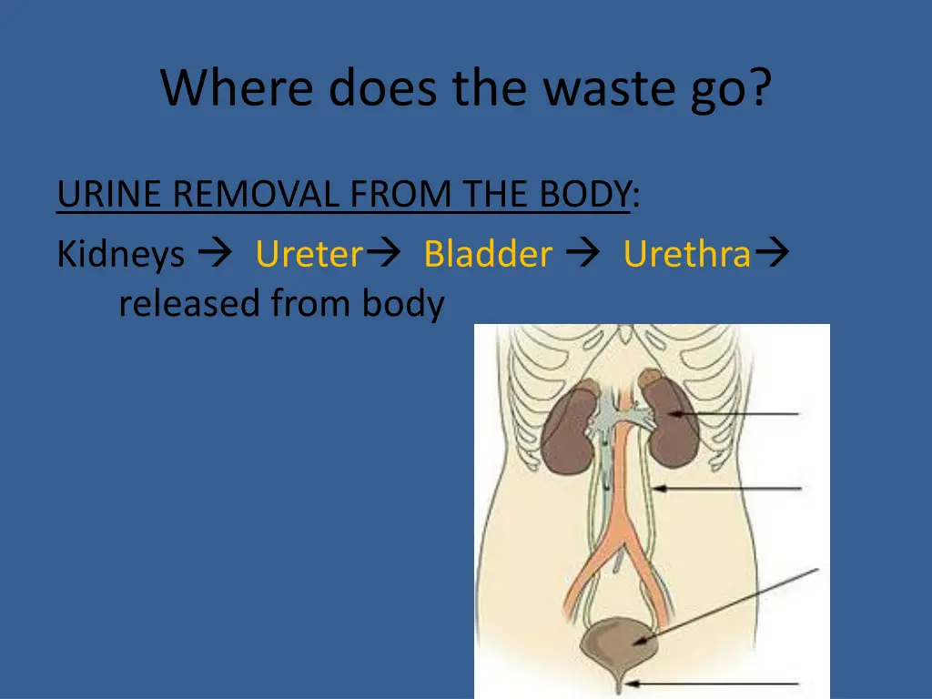 where does the waste go
