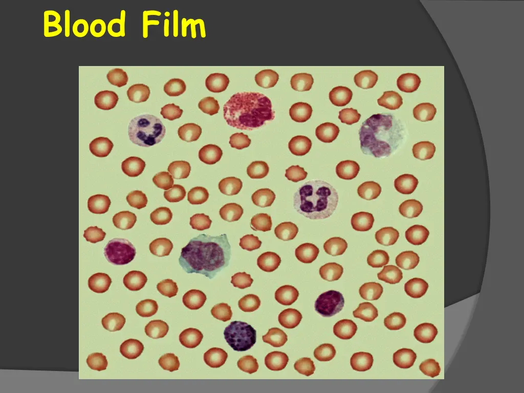 blood film