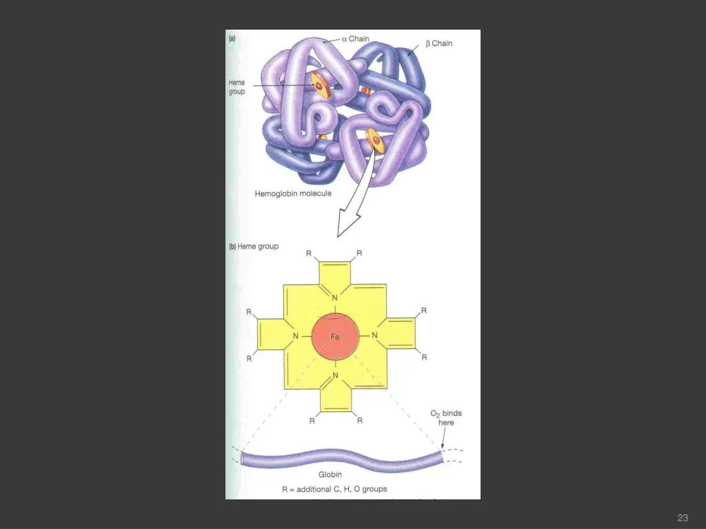 slide24