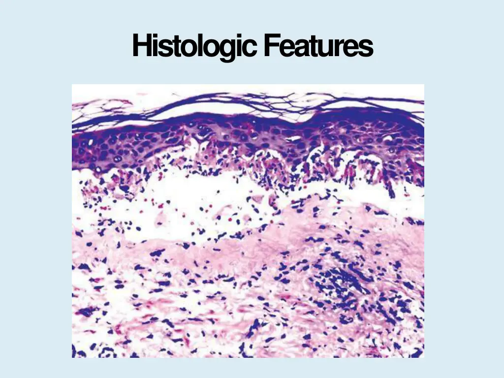 histologicfeatures 1