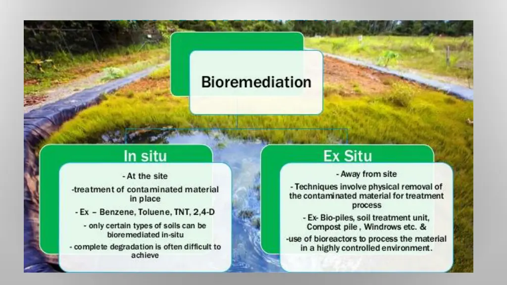types of bioremediation