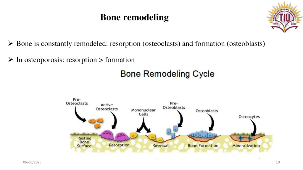 bone remodeling