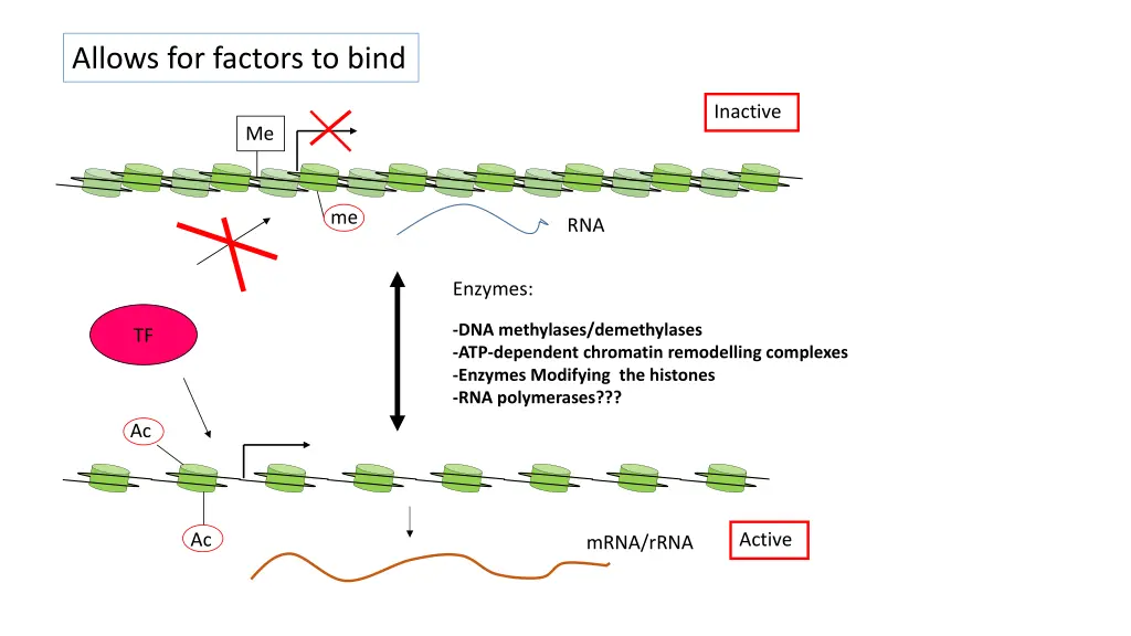 allows for factors to bind