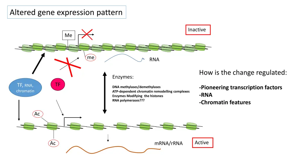altered gene expression pattern
