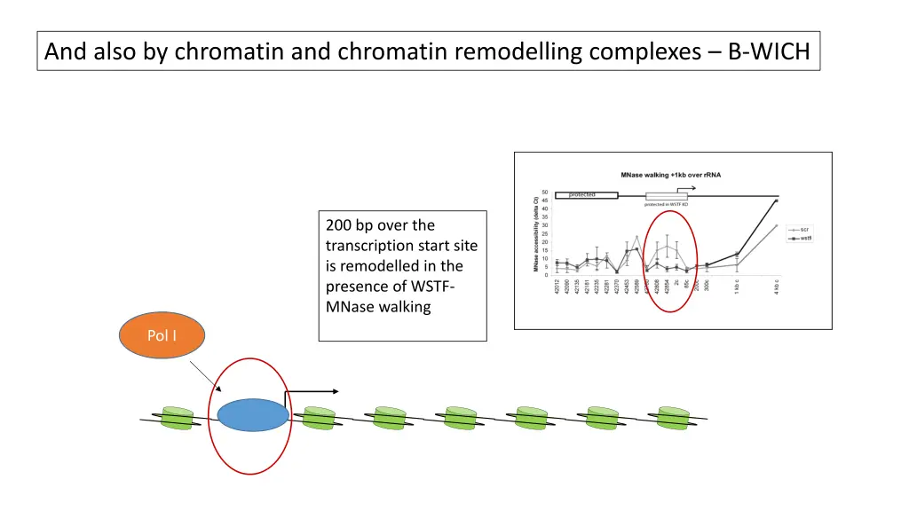 and also by chromatin and chromatin remodelling