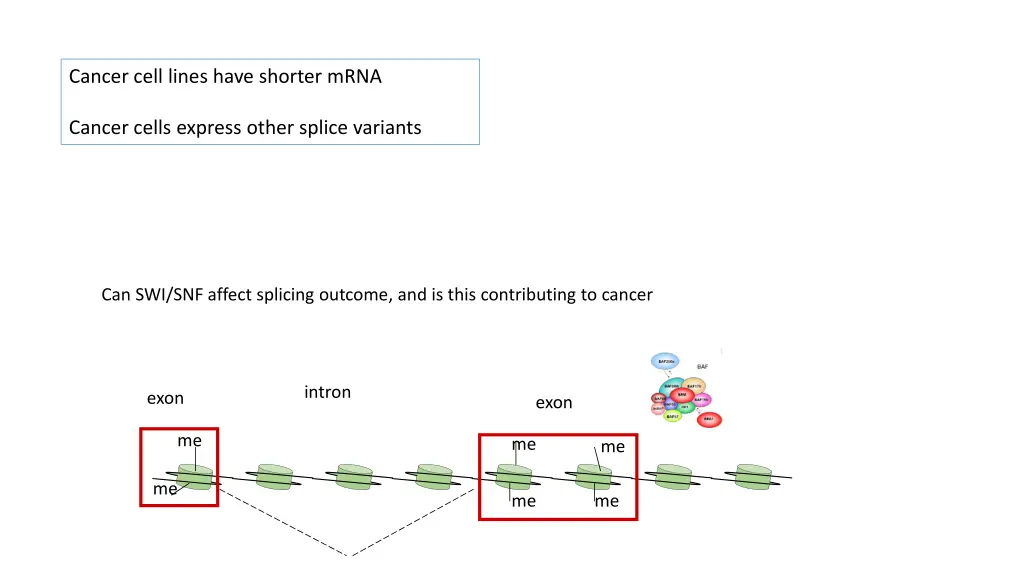 cancer cell lines have shorter mrna