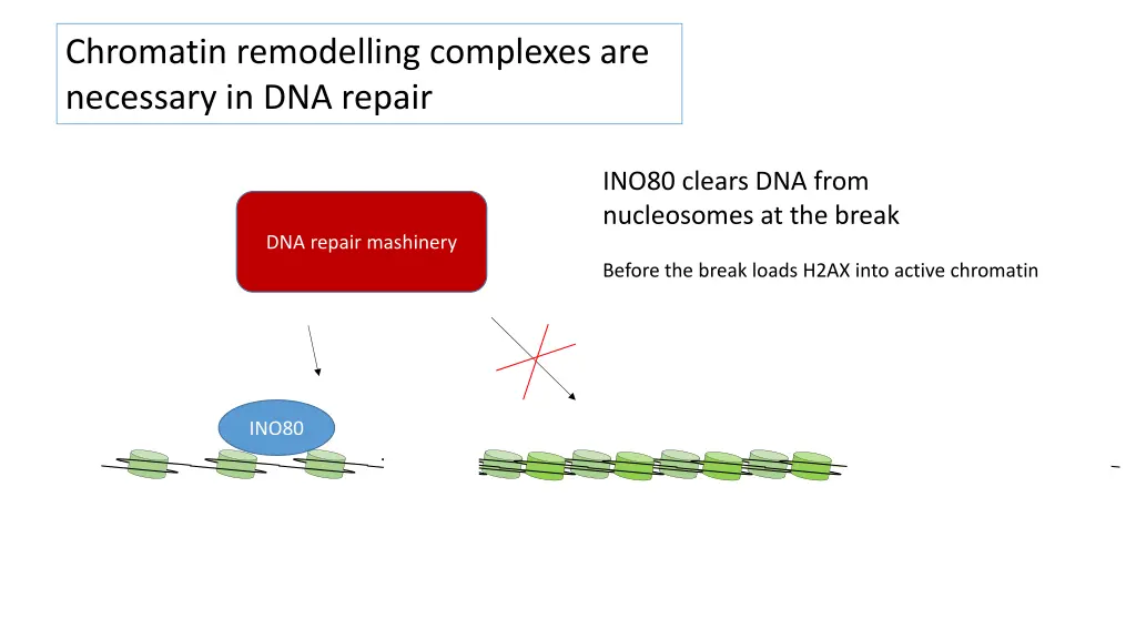 chromatin remodelling complexes are necessary